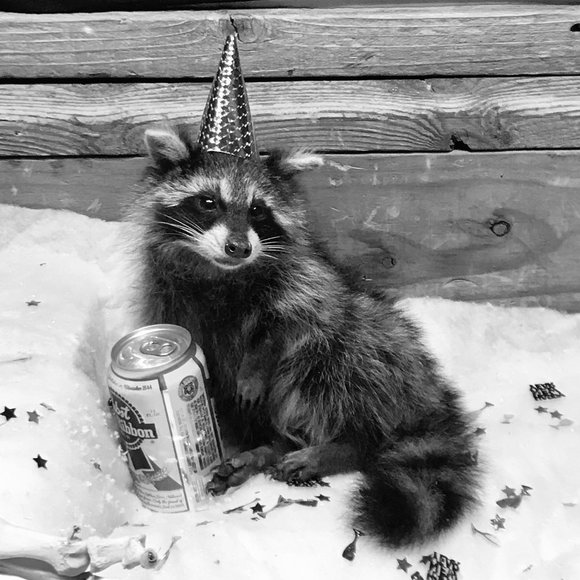 Meet your Posher, Sue - Picture 1 of 1